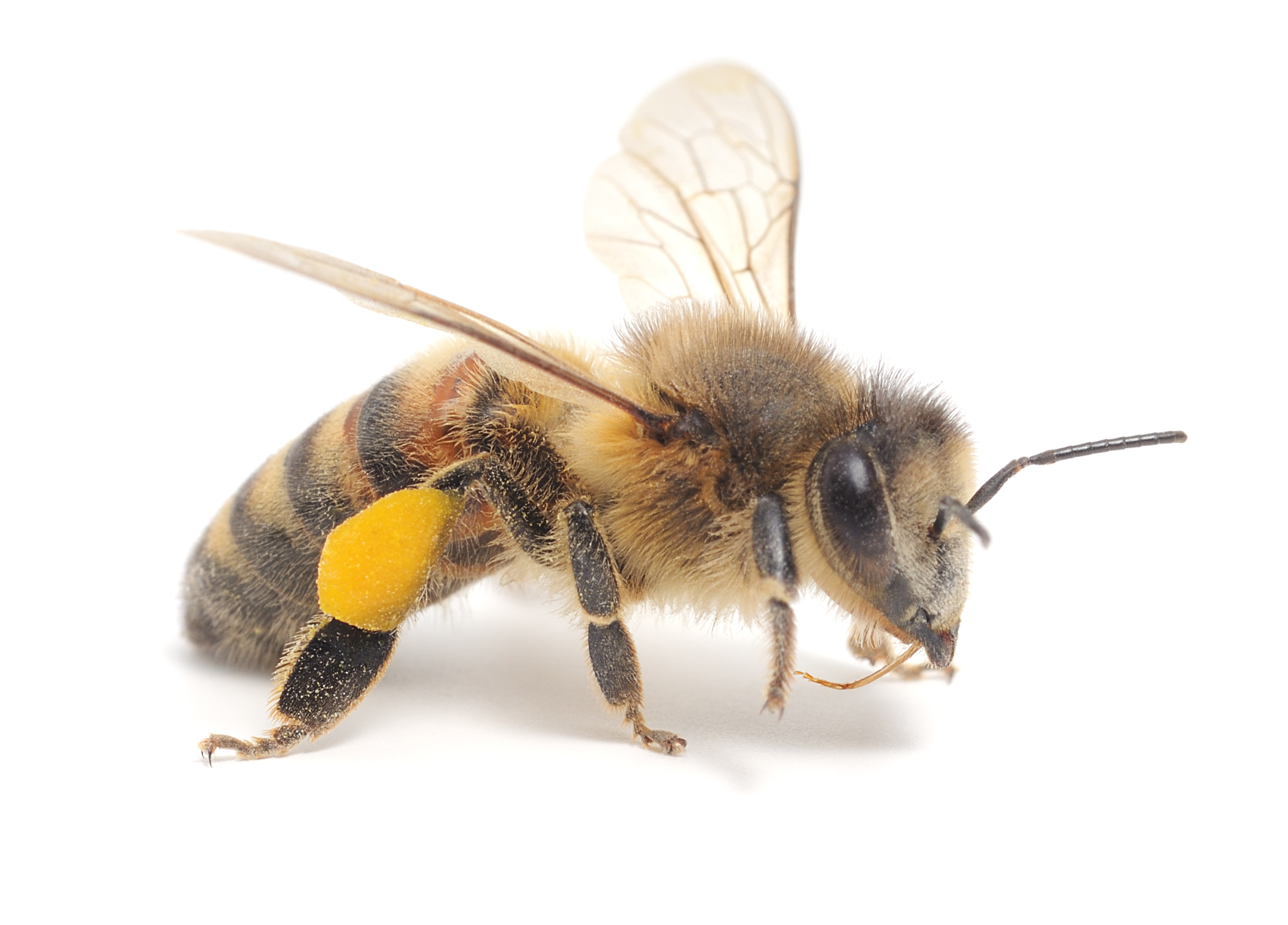 Buzz of the Beekeeper 