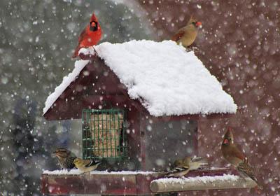 Frozen Feathers 