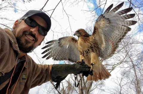 Falconry 