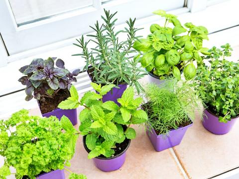 Herbs in a planting pot 