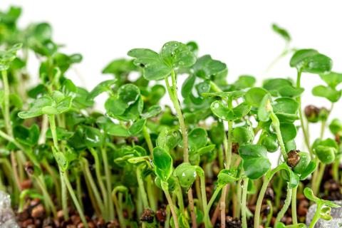 microgreens