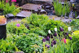 Rain Gardens 