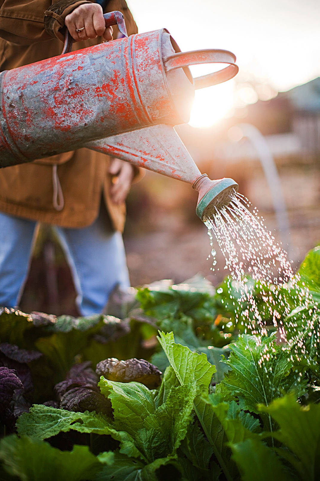 Water Wise Gardening