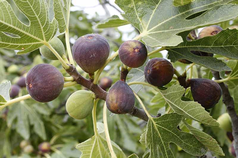 figs