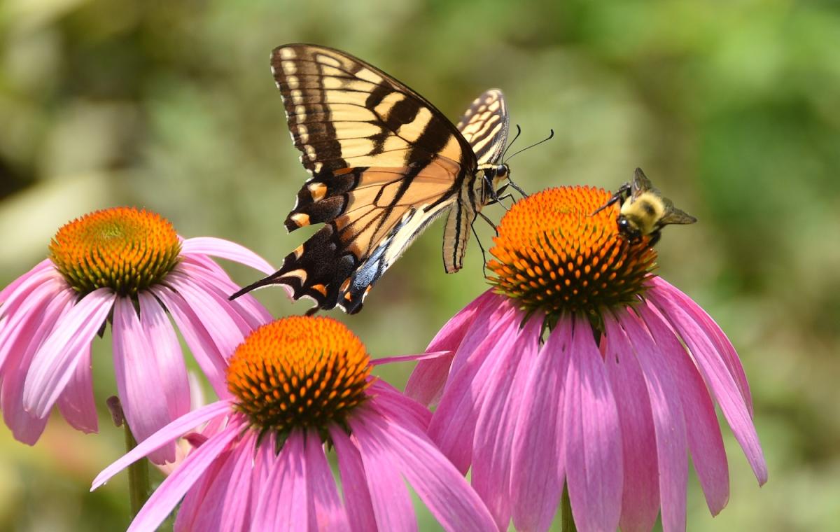 Pollinator garden