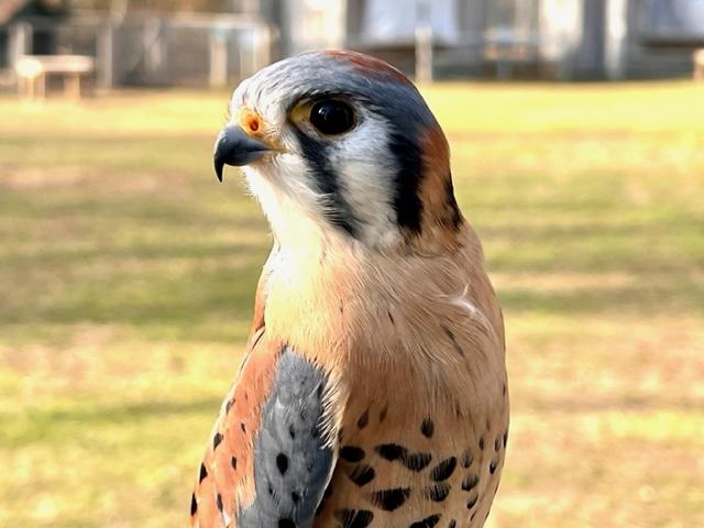 falcon 