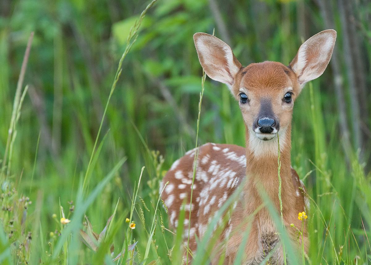 Caring for Wildlife 