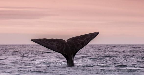 Whale in water 